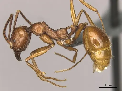 Aphaenogaster cardenai specimen CASENT0249624 image casent0249624_3