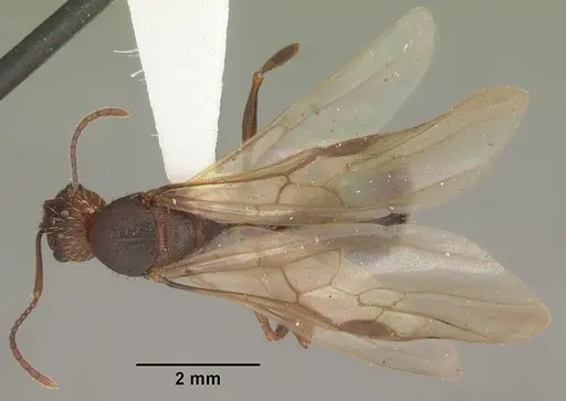 Aphaenogaster carolinensis specimen CASENT0103572 image casent0103572_1