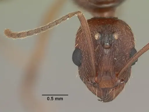 Aphaenogaster carolinensis specimen CASENT0103572 image casent0103572_2