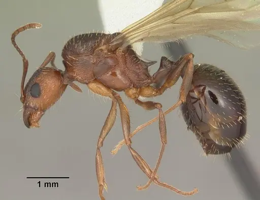 Aphaenogaster carolinensis specimen CASENT0103572 image casent0103572_3