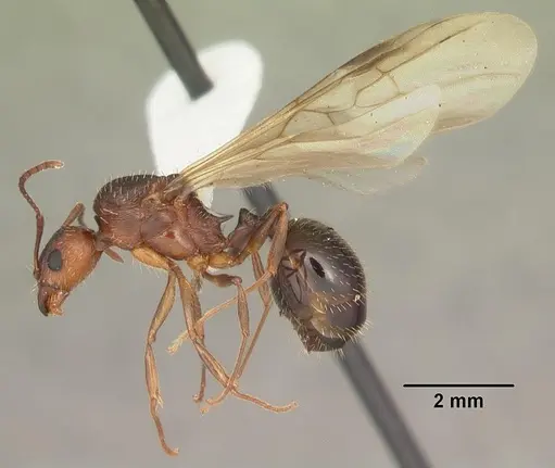 Aphaenogaster carolinensis specimen CASENT0103572 image casent0103572_4