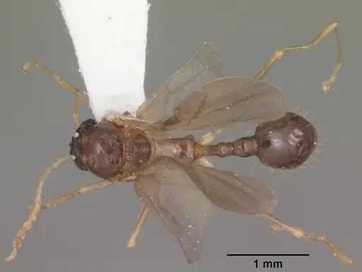 Aphaenogaster carolinensis specimen CASENT0103573 image casent0103573_1