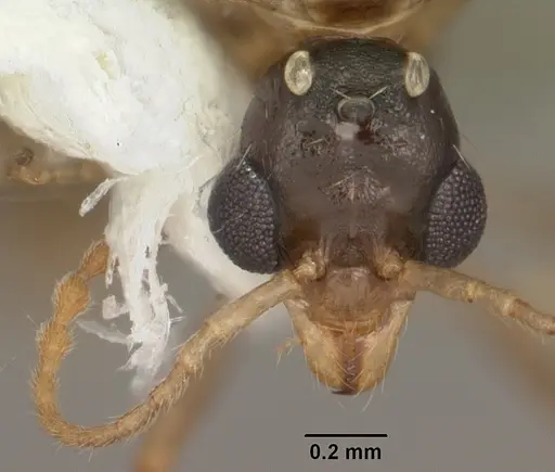 Aphaenogaster carolinensis specimen CASENT0103573 image casent0103573_2