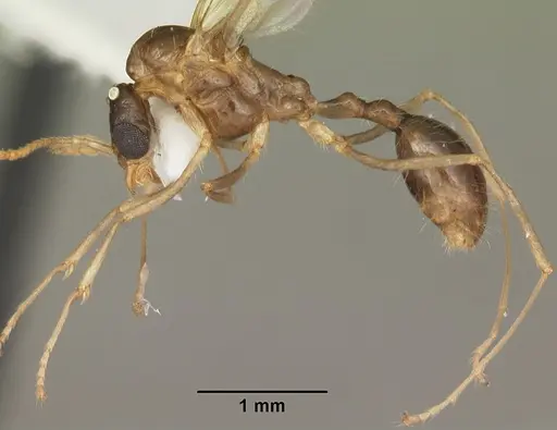 Aphaenogaster carolinensis specimen CASENT0103573 image casent0103573_3