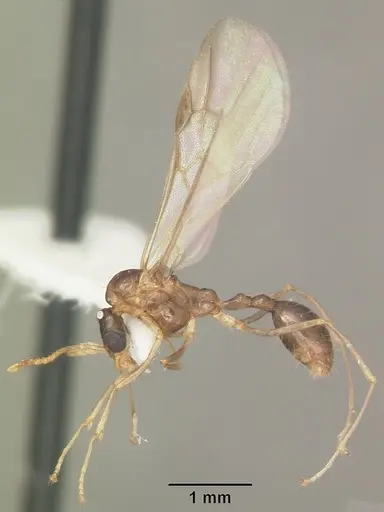 Aphaenogaster carolinensis specimen CASENT0103573 image casent0103573_4