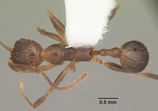 Aphaenogaster carolinensis specimen CASENT0103574 image casent0103574_1