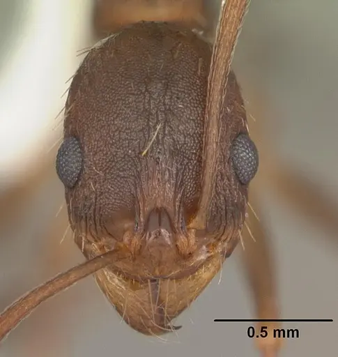 Aphaenogaster carolinensis specimen CASENT0103574 image casent0103574_2