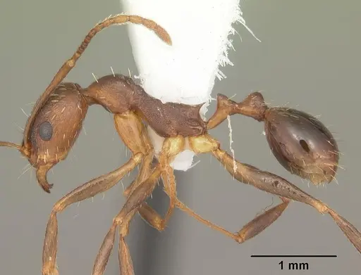 Aphaenogaster carolinensis specimen CASENT0103574 image casent0103574_3