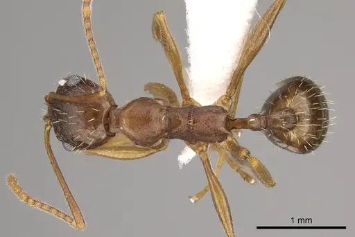 Aphaenogaster carolinensis specimen CASENT0906104 image casent0906104_1
