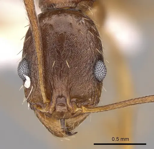 Aphaenogaster carolinensis specimen CASENT0906104 image casent0906104_2