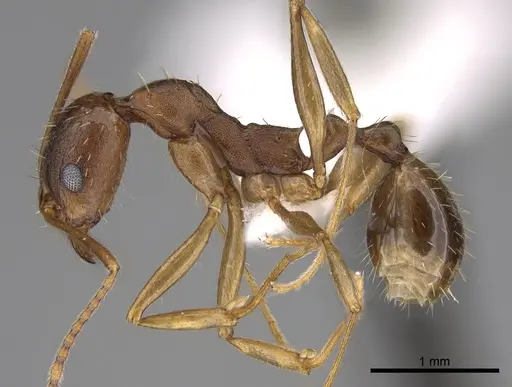 Aphaenogaster carolinensis specimen CASENT0906104 image casent0906104_3