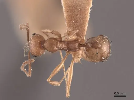 Aphaenogaster carolinensis specimen FMNHINS0000049642 image fmnhins0000049642_1