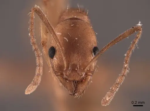 Aphaenogaster carolinensis specimen FMNHINS0000049642 image fmnhins0000049642_2