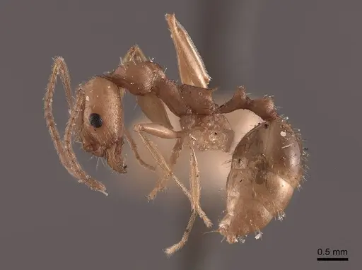 Aphaenogaster carolinensis specimen FMNHINS0000049642 image fmnhins0000049642_3