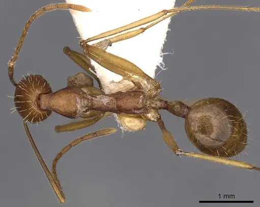 Aphaenogaster cavernicola specimen CASENT0900453 image casent0900453_1