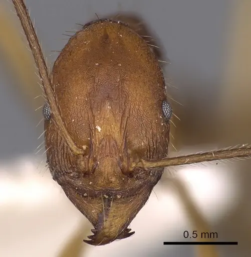 Aphaenogaster cavernicola specimen CASENT0900453 image casent0900453_2