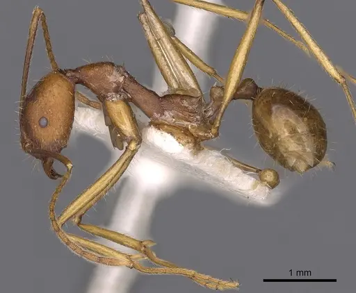 Aphaenogaster cavernicola specimen CASENT0900453 image casent0900453_3