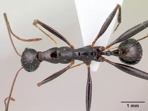 Aphaenogaster cecconii specimen CASENT0179868 image casent0179868_1