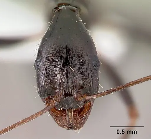 Aphaenogaster cecconii specimen CASENT0179868 image casent0179868_2