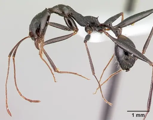 Aphaenogaster cecconii specimen CASENT0179868 image casent0179868_3