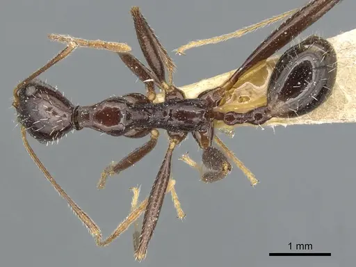Aphaenogaster cecconii specimen CASENT0904184 image casent0904184_1