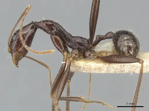 Aphaenogaster cecconii specimen CASENT0904184 image casent0904184_3
