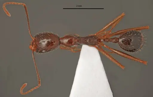 Aphaenogaster charesi specimen LBC-GR01682-HOL image lbc-gr01682-hol_1