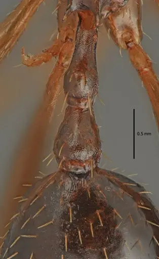 Aphaenogaster charesi specimen LBC-GR01682-HOL image lbc-gr01682-hol_2