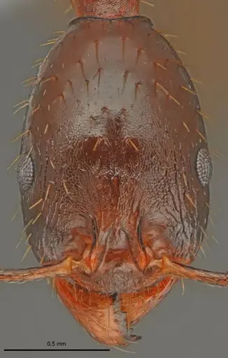 Aphaenogaster charesi specimen LBC-GR01682-HOL image lbc-gr01682-hol_3