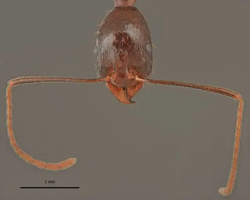 Aphaenogaster charesi specimen LBC-GR01682-HOL image lbc-gr01682-hol_4