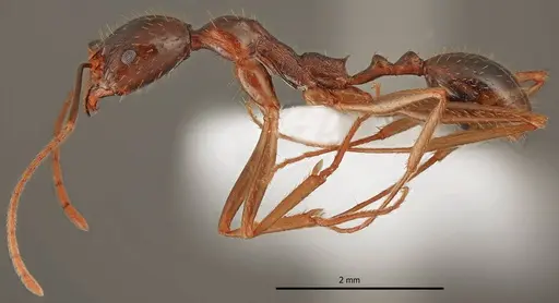 Aphaenogaster charesi specimen LBC-GR01682-HOL image lbc-gr01682-hol_5