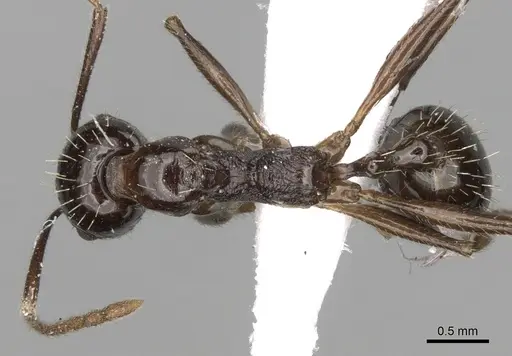Aphaenogaster cristata specimen CASENT0280954 image casent0280954_1
