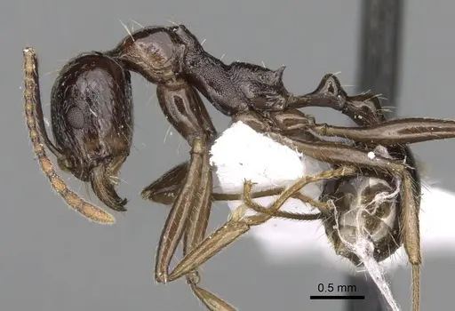 Aphaenogaster cristata specimen CASENT0280954 image casent0280954_3
