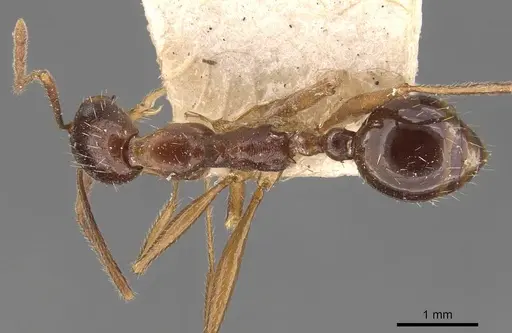 Aphaenogaster cristata specimen CASENT0907680 image casent0907680_1