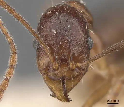 Aphaenogaster cristata specimen CASENT0907680 image casent0907680_2
