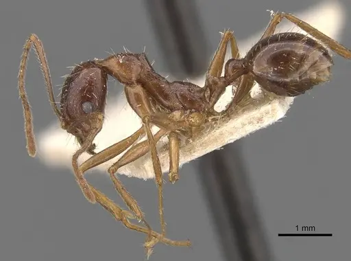 Aphaenogaster cristata specimen CASENT0907680 image casent0907680_3