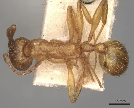 Aphaenogaster crocea specimen CASENT0280963 image casent0280963_1