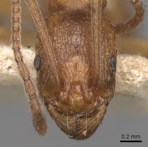 Aphaenogaster crocea specimen CASENT0280963 image casent0280963_2