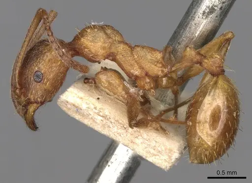 Aphaenogaster crocea specimen CASENT0280963 image casent0280963_3