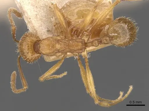 Aphaenogaster crocea specimen CASENT0907681 image casent0907681_1
