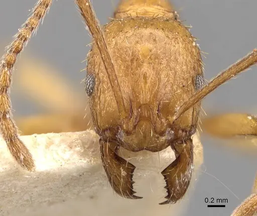 Aphaenogaster crocea specimen CASENT0907681 image casent0907681_2