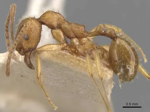 Aphaenogaster crocea specimen CASENT0907681 image casent0907681_3
