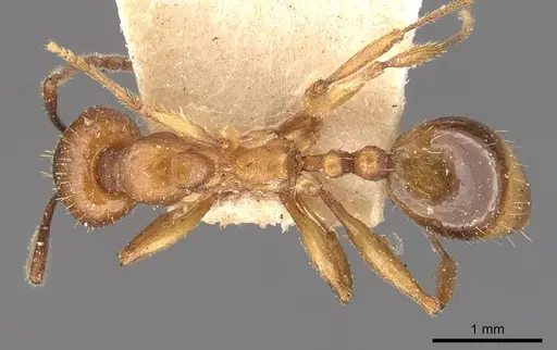 Aphaenogaster crocea specimen CASENT0907682 image casent0907682_1