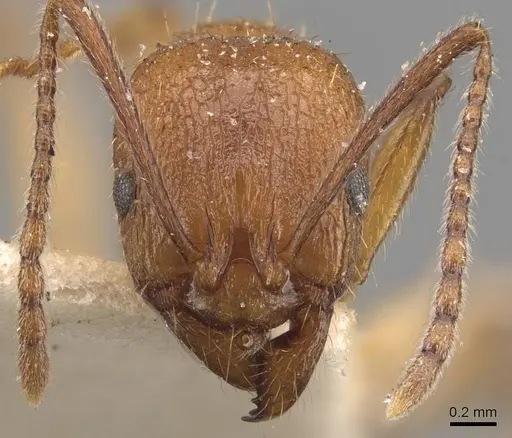 Aphaenogaster crocea specimen CASENT0907682 image casent0907682_2