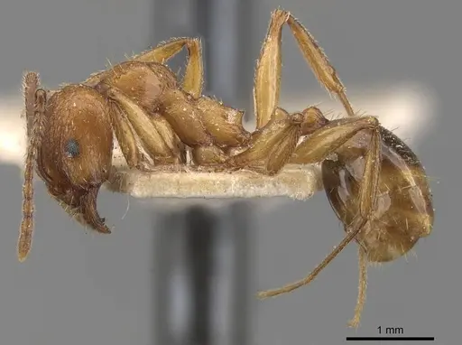 Aphaenogaster crocea specimen CASENT0907682 image casent0907682_3