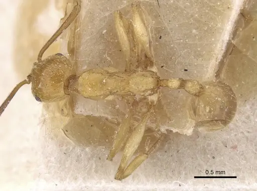 Aphaenogaster crocea specimen CASENT0913108 image casent0913108_1
