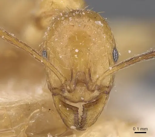 Aphaenogaster crocea specimen CASENT0913108 image casent0913108_2
