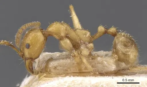 Aphaenogaster crocea specimen CASENT0913108 image casent0913108_3