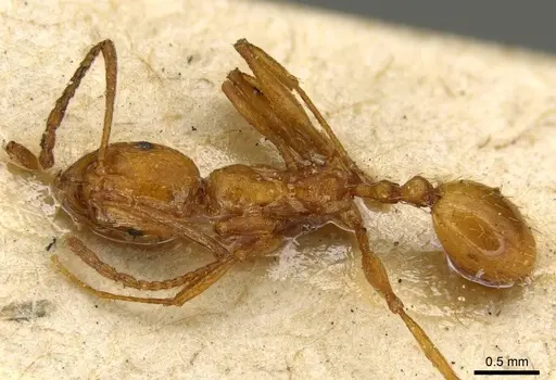 Aphaenogaster crocea specimen CASENT0916076 image casent0916076_1