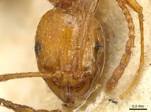 Aphaenogaster crocea specimen CASENT0916076 image casent0916076_2